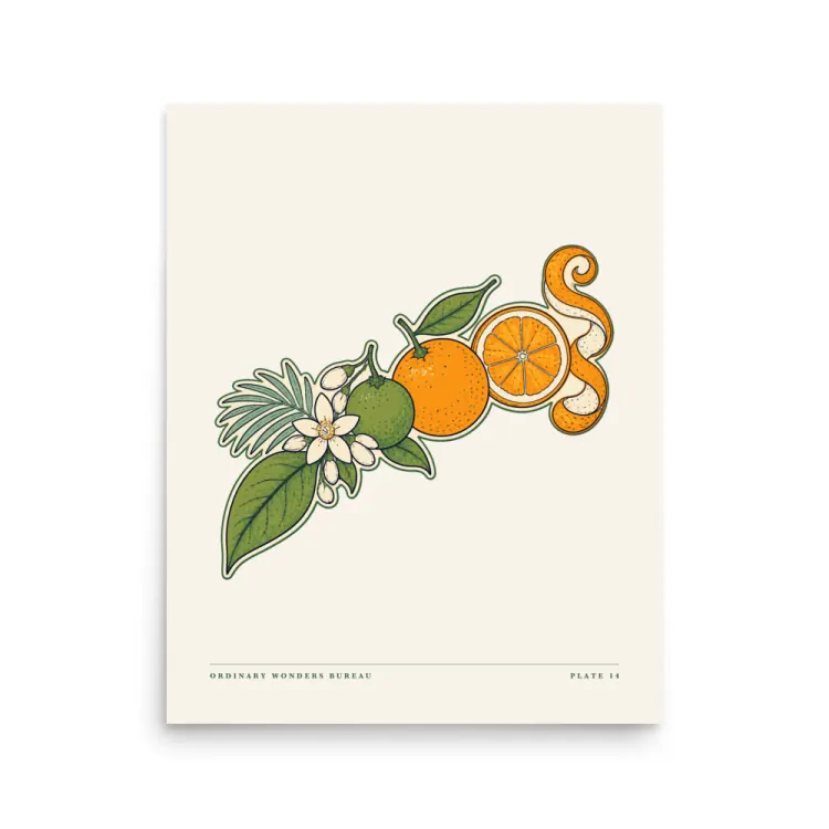 The Citrus, Leaf to Peel Art Print in Unframed.