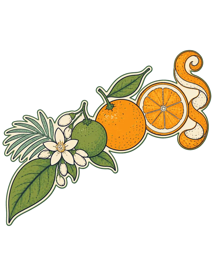 Print artwork: an orange's whole life in a row, running diagonally upward: a green leaf, white orange blossoms with buds, a small green unripe fruit, a ripe orange with a leaf on its stem, a cut half showing its segments and a long curl of peel, all outlined in dark green.