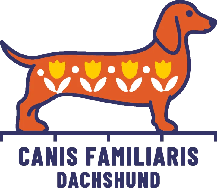 Embroidery artwork: a dachshund standing in side profile, facing right, its long orange body patterned with a row of four gold tulips on white leaves and four white dots, with a long hanging ear and a navy outline. It stands on a navy measuring rule over the words CANIS FAMILIARIS and DACHSHUND.