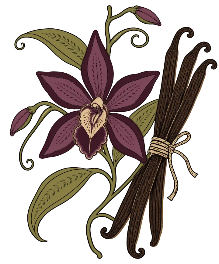 Print artwork: a dark plum vanilla orchid in full bloom on a green vine with two closed buds and long leaves, beside a bundle of cured vanilla pods tied with string, their tips curling.