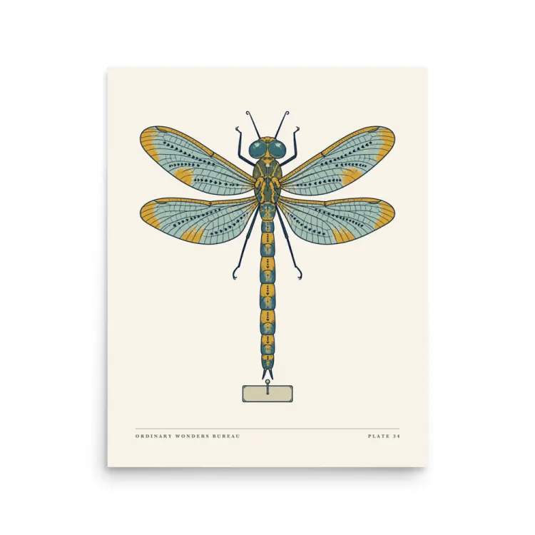 The Dragonfly Art Print in Unframed.