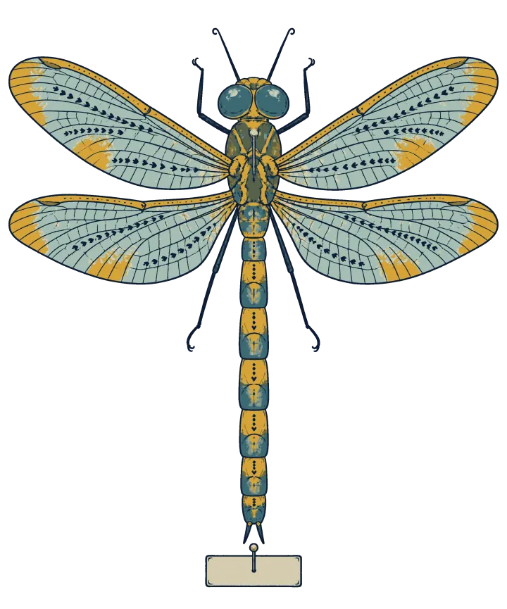 Print artwork: a dragonfly seen from directly above with four long pale blue wings spread flat, every vein drawn, gold patches near the wing tips, a long segmented teal and gold body and large round eyes, pinned above a blank label.