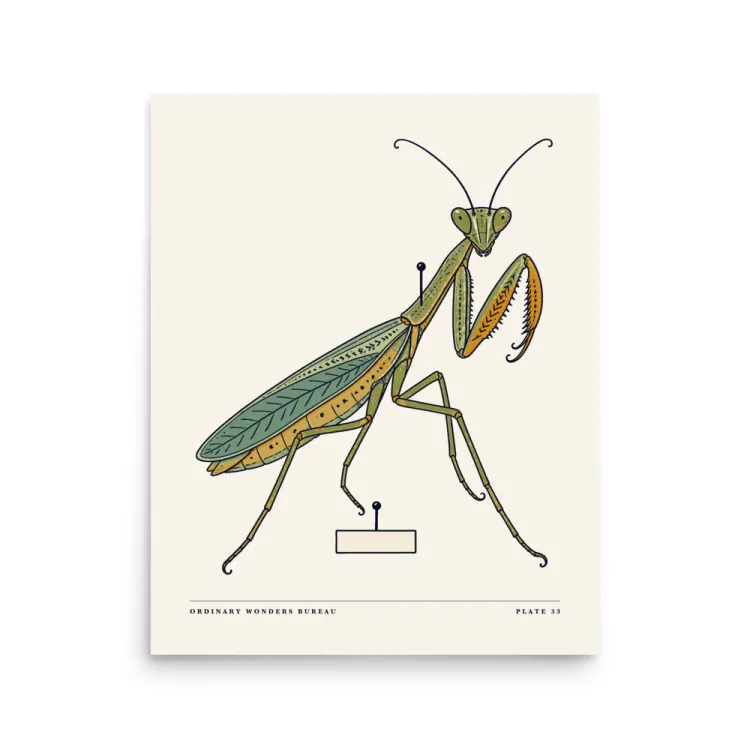 The Praying Mantis Art Print in Unframed.