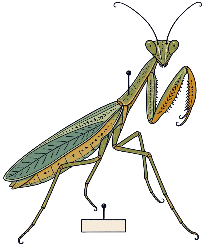 Print artwork: a green praying mantis in side profile with its folded front legs raised, a long thin body and wings, and its triangular head turned to look out, pinned through the back above a blank label.