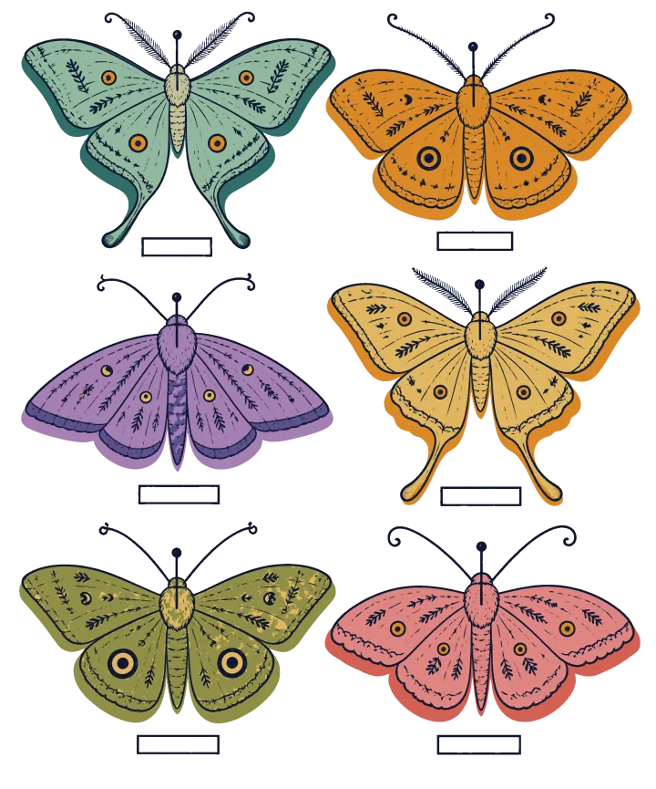 Print artwork: six moths of different kinds pinned in a two-by-three grid like a museum drawer, in sea green, orange, lavender, gold, mustard and pink, each with eyespots or folk patterns on its wings and a blank label beneath.