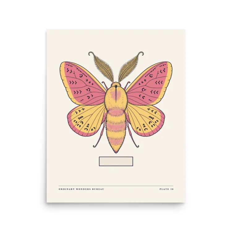 The Rosy Maple Moth Art Print in Unframed.