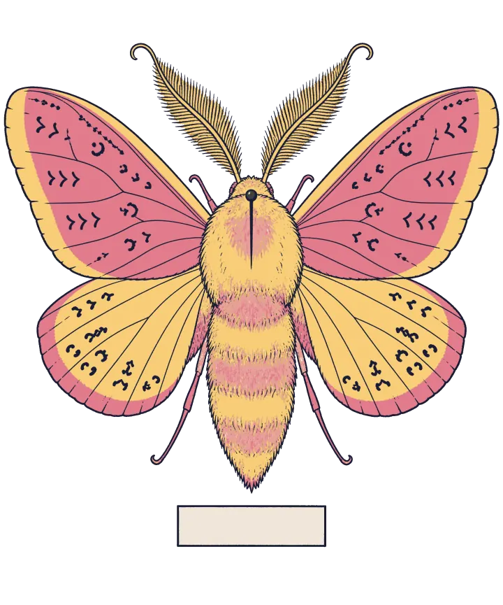 Print artwork: a rosy maple moth pinned with its wings spread, its fuzzy body butter yellow with pink bands, pink and yellow wings marked with small dark folk patterns, and big feathery gold antennae, above a blank label.