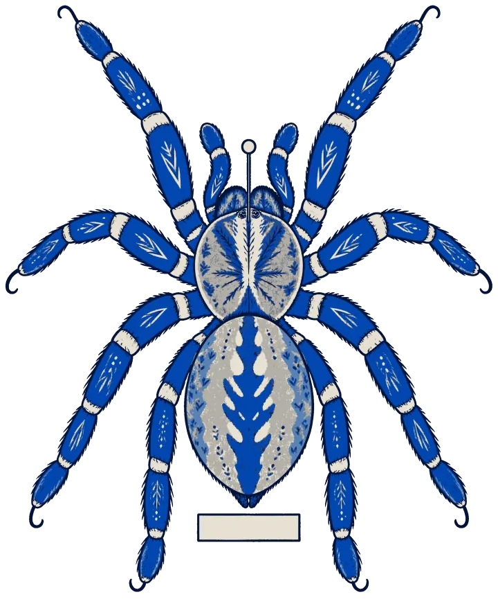 Print artwork: a Gooty sapphire ornamental tarantula seen from directly above, its eight legs spread out evenly in bright blue banded with white, its body patterned in grey and blue with a feather shape down the back, pinned above a blank label.