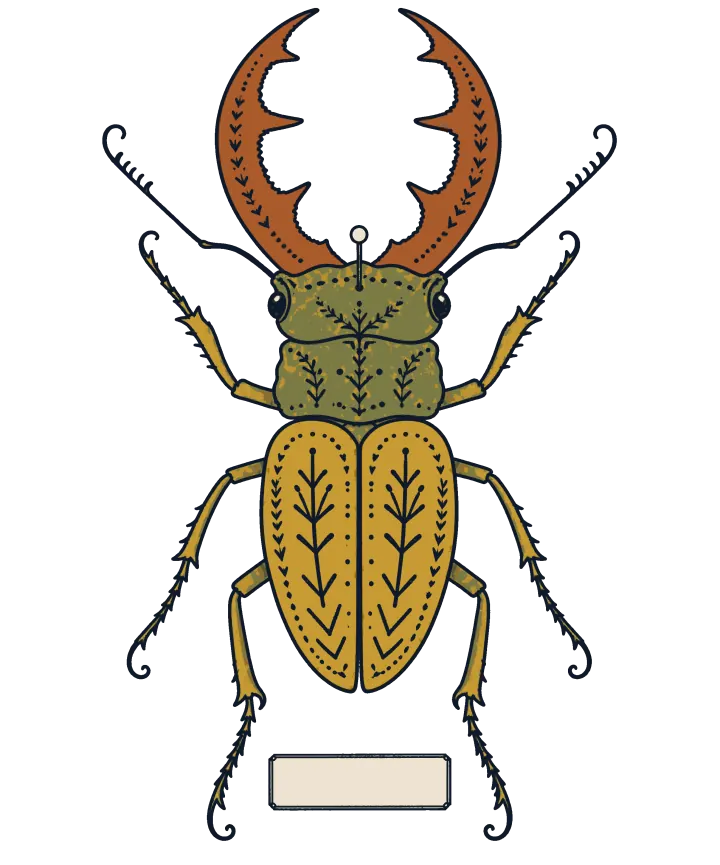 Print artwork: one large stag beetle seen from above, pinned through the head above a blank label, with long rust-red jaws toothed along their inner edge, an olive green head and thorax marked with leaf patterns, gold wing cases with a fern pattern and rows of dots, and long hooked legs.