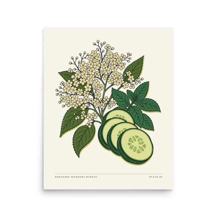 The Elderflower & Cucumber Art Print in Unframed.