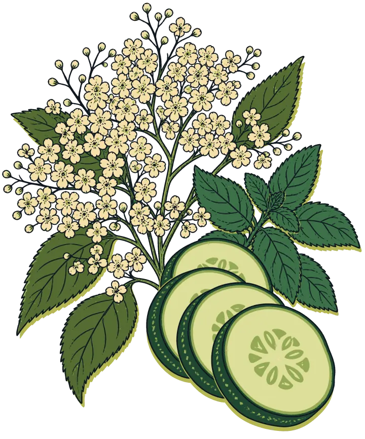 Print artwork: a spray of creamy elderflower blossoms with green leaves, beside a fan of thin cucumber rounds and a sprig of mint.