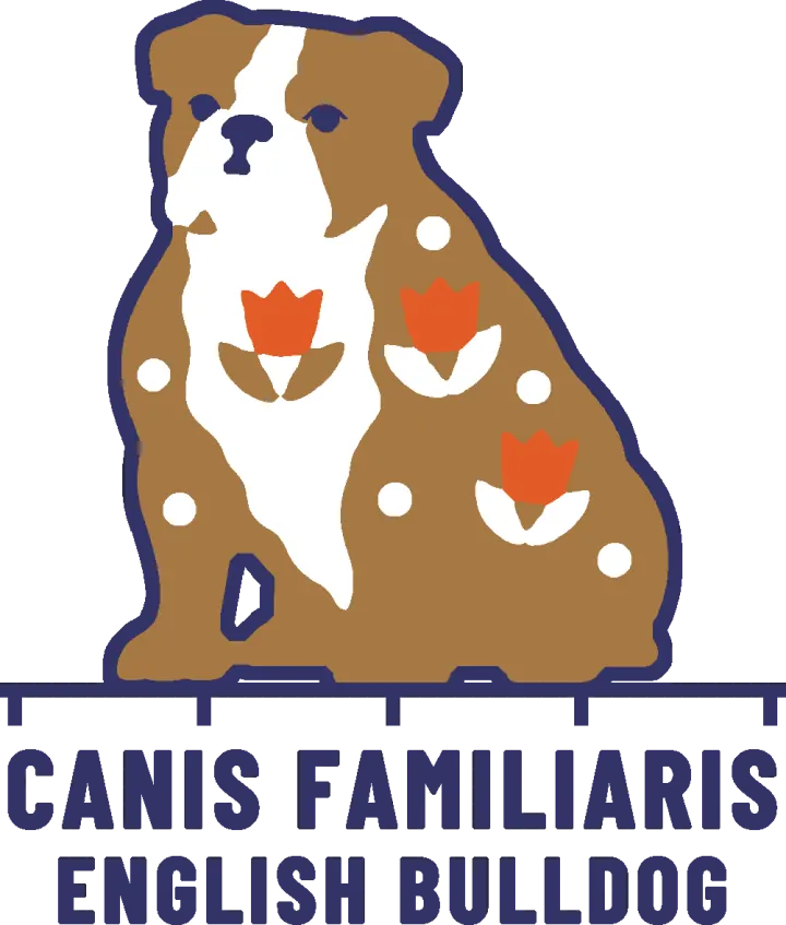 Embroidery artwork: an English bulldog sitting square and turned three-quarters to the left, a fawn coat with a white blaze down its face and a white chest, navy eyes and nose, patterned with three orange tulips and six white dots, and a navy outline. It sits on a navy measuring rule over the words CANIS FAMILIARIS and ENGLISH BULLDOG.