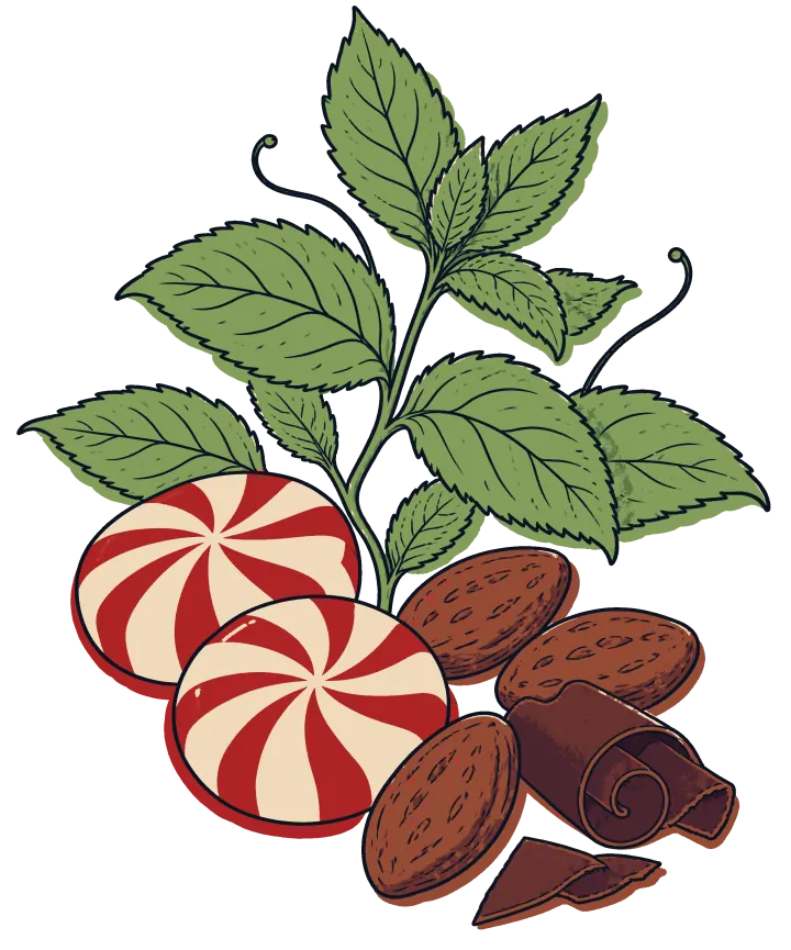 Print artwork: a sprig of fresh peppermint leaves above two red and white striped peppermint candies, three cocoa beans and a curl of shaved dark chocolate with a broken piece beside it.