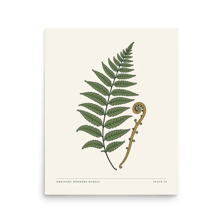 The Pressed Fern Art Print in Unframed.