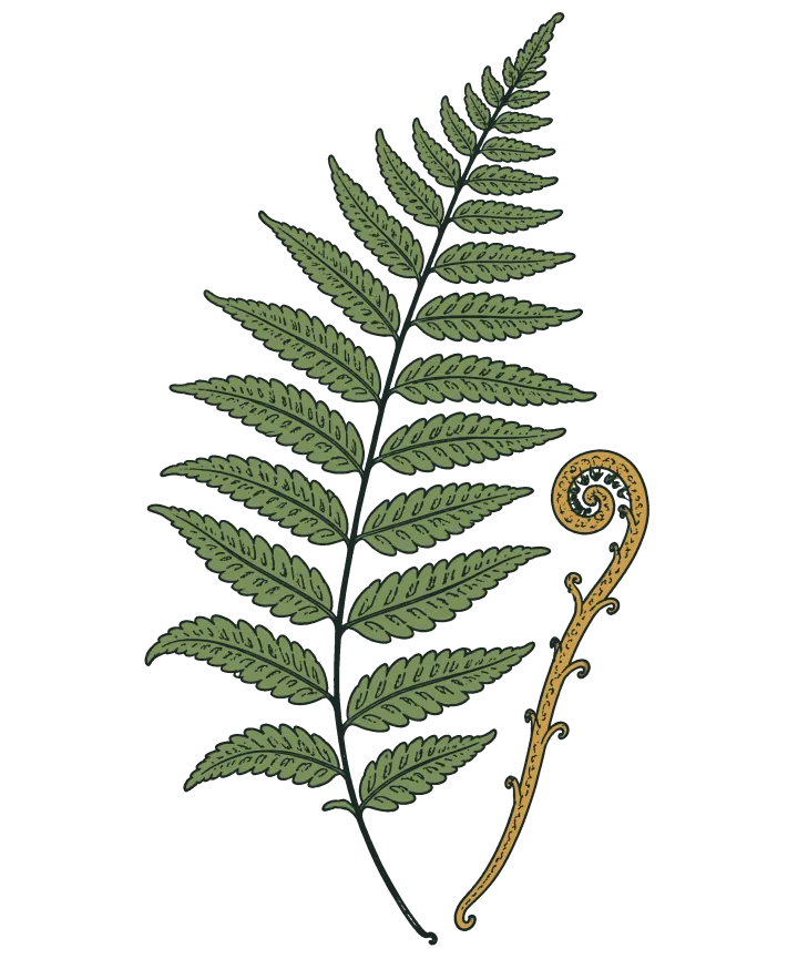 Print artwork: a single green fern frond, finely toothed along every leaflet, with a gold fiddlehead beside it curled up tight at the top of its stem.