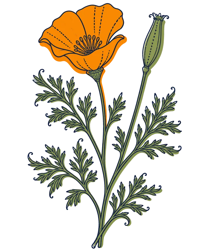 Print artwork: a California poppy with one open orange flower, one long upright seed pod and a spread of feathery grey-green leaves, pressed flat like a herbarium specimen.