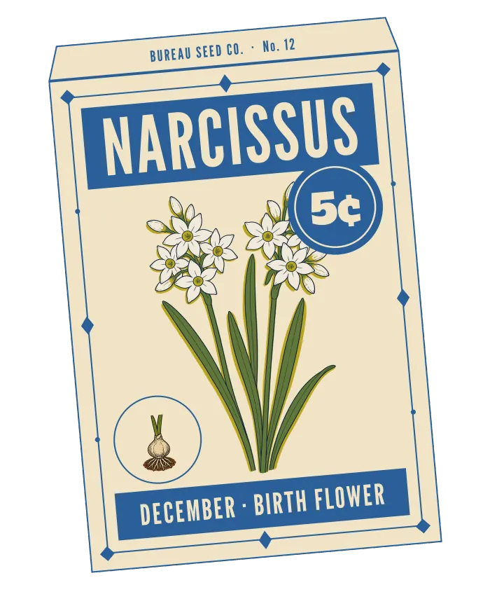 Print artwork: a cream paper seed packet at a slight tilt, with a thin cornflower blue border set with diamonds and dots, and BUREAU SEED CO. · No. 12 on its flap. NARCISSUS is printed in cream on a cornflower blue band at the top, beside a round cornflower blue seal reading 5¢. On the packet: two clusters of small white six-petalled star flowers with yellow centres and a few buds, on slender stems among long narrow leaves. In a small round frame at the lower left, a papery bulb with roots and two shoots. The bottom band reads DECEMBER · BIRTH FLOWER.