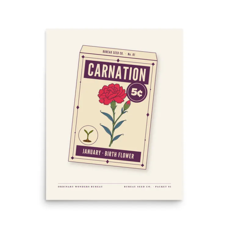 The January Carnation Birth Flower Art Print in Unframed.
