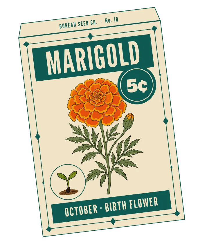Print artwork: a cream paper seed packet at a slight tilt, with a thin teal border set with diamonds and dots, and BUREAU SEED CO. · No. 10 on its flap. MARIGOLD is printed in cream on a teal band at the top, beside a round teal seal reading 5¢. On the packet: one ruffled orange marigold with gold-edged petals and a closed bud, on a stem with finely cut, feathery leaves. In a small round frame at the lower left, a seedling with two leaves in a little soil. The bottom band reads OCTOBER · BIRTH FLOWER.