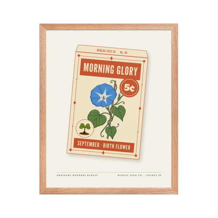 The September Morning Glory Birth Flower Framed Print in Red Oak.
