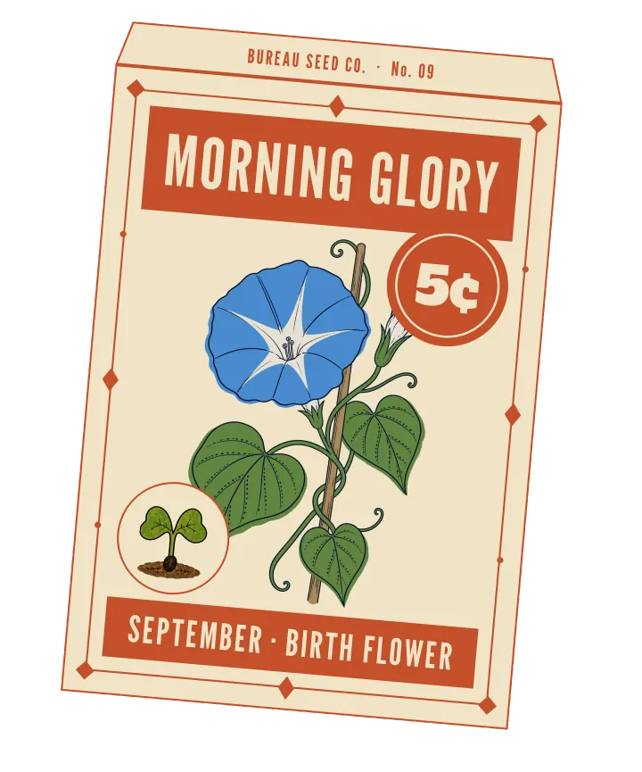 Print artwork: a cream paper seed packet at a slight tilt, with a thin persimmon border set with diamonds and dots, and BUREAU SEED CO. · No. 09 on its flap. MORNING GLORY is printed in cream on a persimmon band at the top, beside a round persimmon seal reading 5¢. On the packet: one open sky-blue morning glory with a white star at its centre and two furled white buds, on a vine with heart-shaped leaves twining up a thin wooden stake. In a small round frame at the lower left, a seedling with two notched, rounded leaves. The bottom band reads SEPTEMBER · BIRTH FLOWER.