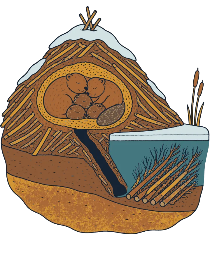 Print artwork: a beaver lodge cut open straight down, a rounded dome of peeled sticks and mud with snow on top and a few bare sticks crossed at the peak. Inside, in a round chamber lined with golden grass, a beaver family sleeps curled together, eyes closed: two adults and three small kits, with one adult's flat scaly tail showing. A dark tunnel slopes from the chamber floor down through the lodge to the pond bottom. To the right, under a band of pale ice, a pile of cut branches stands in the mud of the blue-green pond, pale cut ends down and twiggy tops up, with two cattails on the bank. Below lie bands of brown and golden soil.