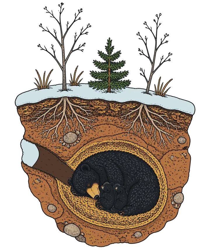 Print artwork: a slice of snowy hillside cut straight down. On top is a band of pale blue snow with two bare saplings, a small green spruce and tufts of dry golden grass. Below it, the trees' roots spread through leaf litter and orange-brown soil with a few pale stones. Under the roots, a round den lined with golden grass holds a black bear asleep on her side, eyes closed and tan muzzle tucked down, with two small black cubs curled against her chest. A tunnel leads in from the hillside on the left, with snow drifted over its mouth.