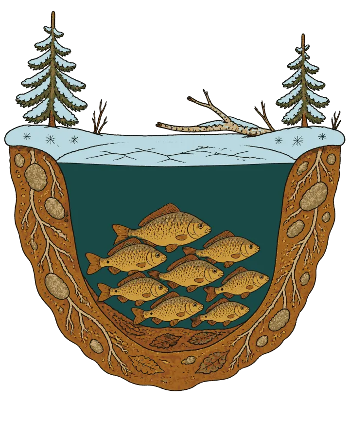 Print artwork: a small frozen pond cut straight down, drawn as a deep round bowl in the earth. Two snowy spruce trees stand on its banks, with a few bare twigs and a fallen birch branch lying on the pale blue ice. Under the ice, in dark green water, a shoal of golden carp with reddish fins rest together in the deepest part of the bowl, side-on and facing right. The bowl's walls are orange-brown soil with roots and round stones, and fallen leaves lie on the bottom.