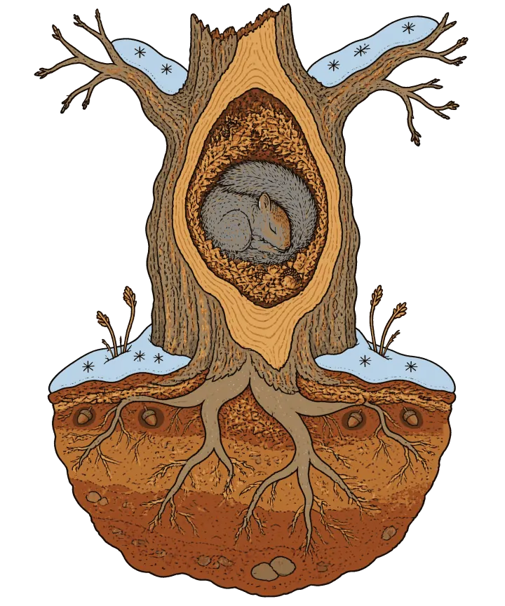 Print artwork: an old oak cut open straight down. Snow lies pale blue on its two bare branches and on the ground at its foot, marked with small snowflakes, with a few dry grass stems. Inside the trunk, in a hollow lined with dry leaves and bark, a grey squirrel sleeps curled tight, eyes closed, its bushy tail wrapped around it. Below the snow, the oak's roots spread through layers of orange-brown soil, with four acorns buried one by one in small round pockets and a few pale stones.