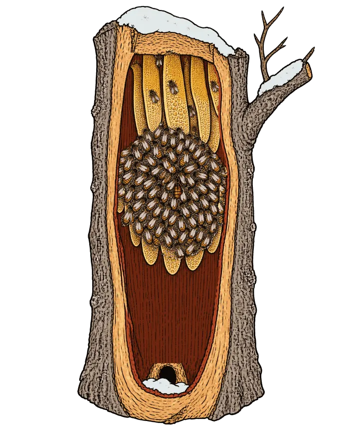 Print artwork: an old tree trunk cut open straight down, with snow on its broken top and on one bare side branch. Inside the tall hollow, lined in red-brown, several narrow combs hang from the roof, their upper parts capped gold with honey and a few bees walking on them. Over the lower part of the combs, a round cluster of many small striped bees packs tight, heads in, with a longer golden bee near its centre. At the floor of the hollow a small round knothole has snow at its lip.