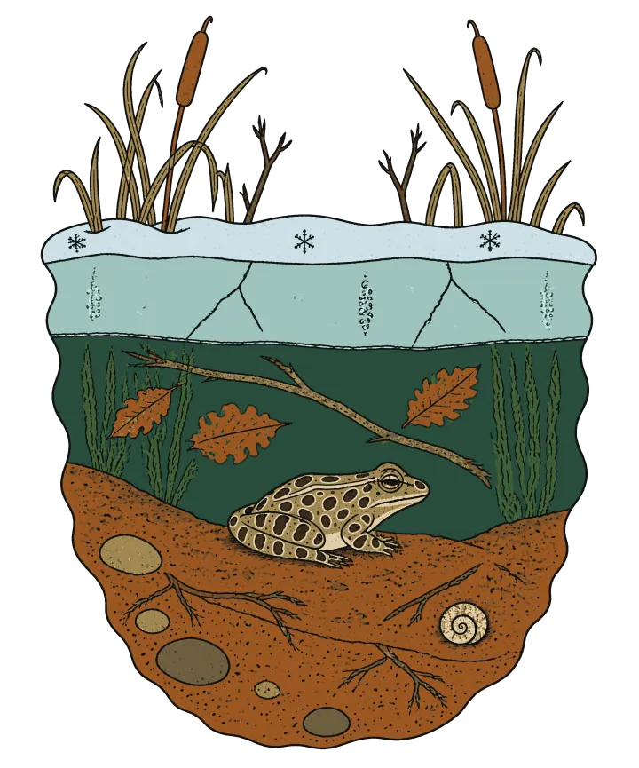 Print artwork: the edge of a frozen pond cut straight down. Cattails, reeds and bare twigs rise from a band of pale blue snow with three snowflakes. Under it is a band of pale aqua ice with cracks and strings of trapped bubbles, then dark green water with water weeds, three sunken orange oak leaves and a sunken branch. On the mud at the bottom sits a green and tan leopard frog seen from the side, its dark spots ringed in pale. Below is orange-brown mud with round stones, roots and a snail shell.