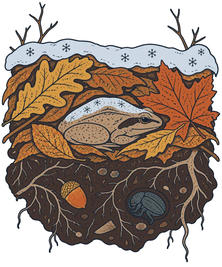 Print artwork: a cut straight down through the winter forest floor. On top is a band of pale blue snow with small snowflakes and bare twigs; under it, layers of fallen oak and maple leaves in gold, rust and brown, with a tan wood frog tucked flat among them, its legs folded under it and a pale blue layer of frost on its back. Below is dark soil with roots, small stones, an acorn and a dark beetle curled in a hollow.